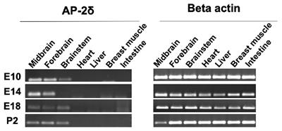 AP-2δ Expression Kinetics in Multimodal Networks in the Developing Chicken Midbrain